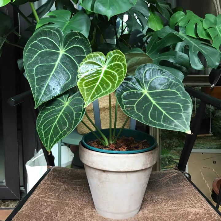 克萊恩水晶花燭 Velvet Cardboard Anthurium ( Anthurium clarinervium ) - 森流 GreenFlow - 動植物造景專門店