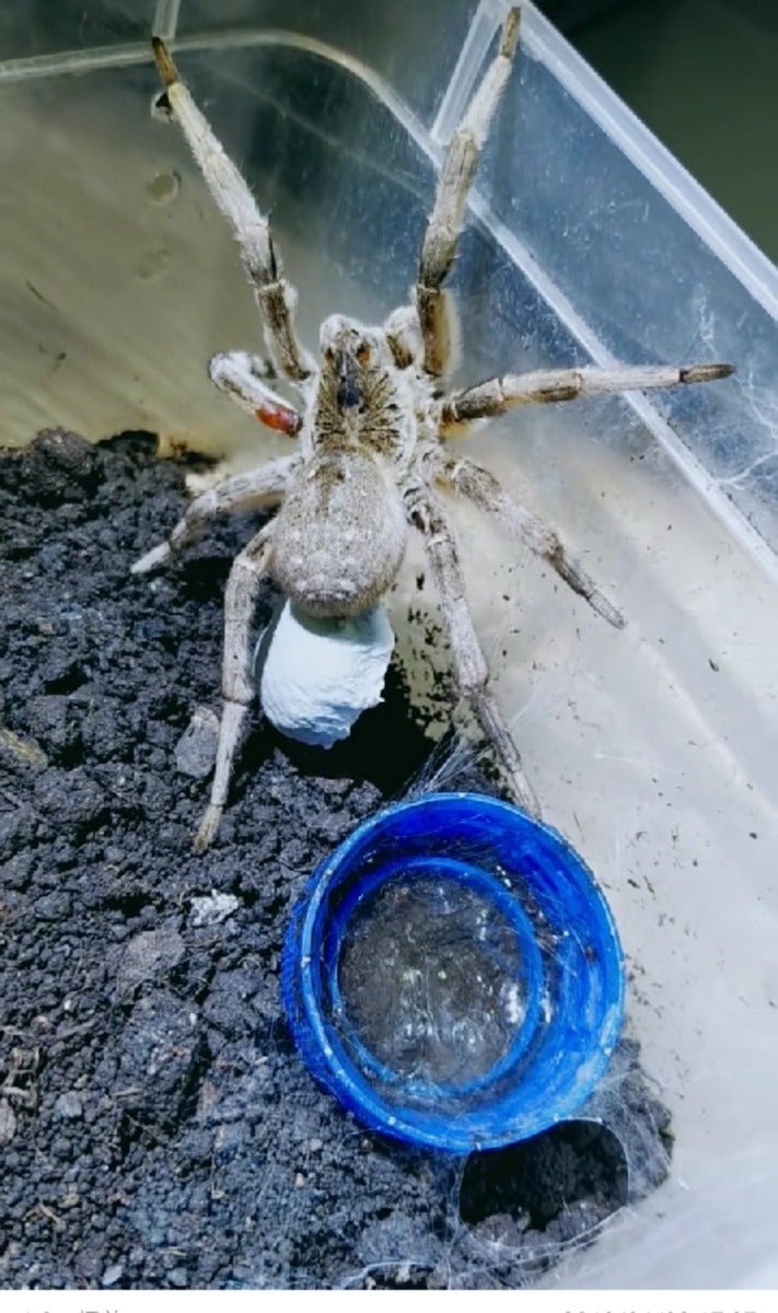 新疆穴居狼蛛 Wolf Spider (Lycosa singoriensis) - 森流 GreenFlow - 動植物造景專門店