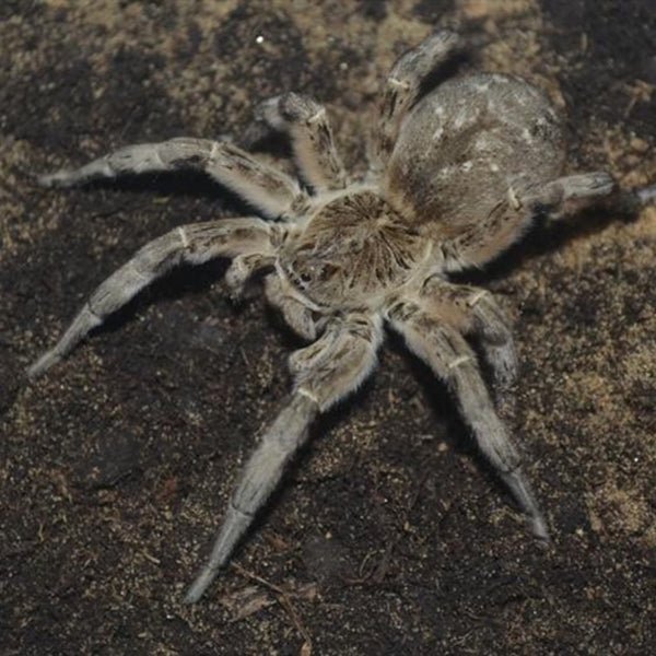 新疆穴居狼蛛 Wolf Spider (Lycosa singoriensis) - 森流 GreenFlow - 動植物造景專門店