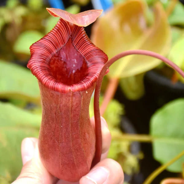 勞氏x紅葫蘆豬籠草 ( Nepenthes x[lowii x ventricosa(Red)] ） - 森流 GreenFlow - 動植物造景專門店