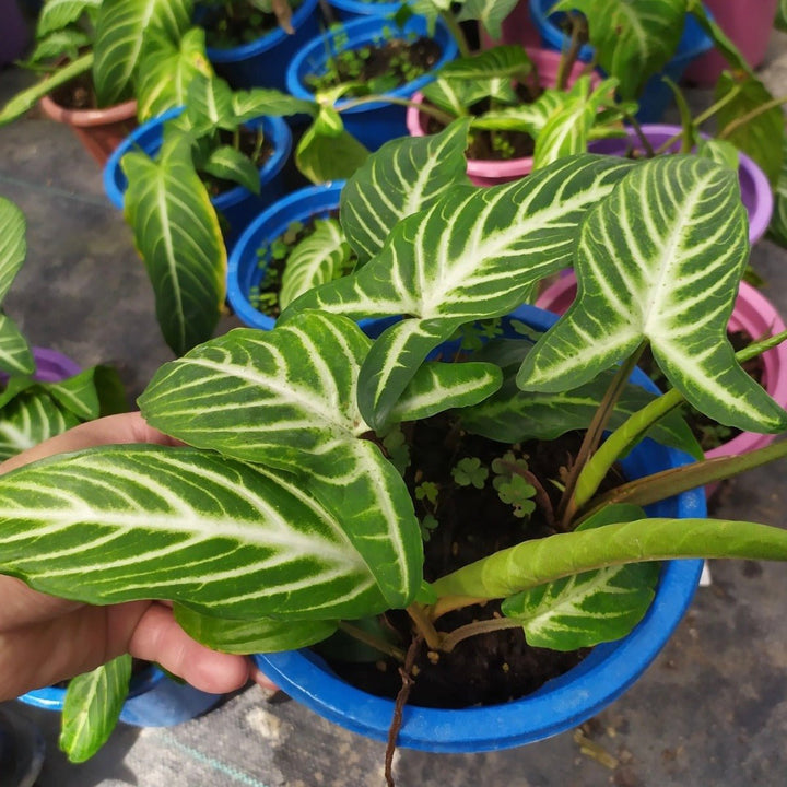 乳脉千年芋 Caladium Lindenii Magnificum ( Xanthosoma lindenii ) - 森流 GreenFlow - 動植物造景專門店