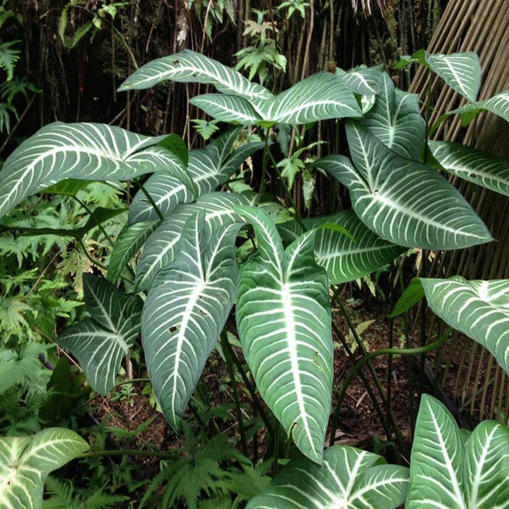 乳脉千年芋 Caladium Lindenii Magnificum ( Xanthosoma lindenii ) - 森流 GreenFlow - 動植物造景專門店