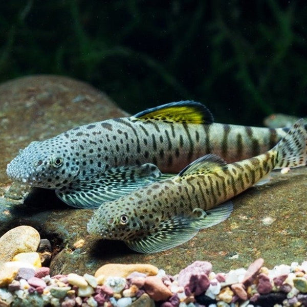 方氏擬腹吸鰍 Yellow Fin Loach (Pseudogastromyzon fangi)