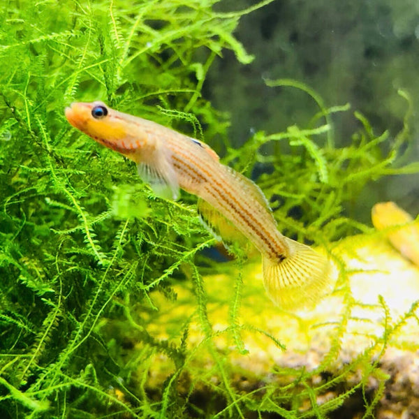 烏岩嶺吻蝦虎（Rhinogobius wuyanlingensis）