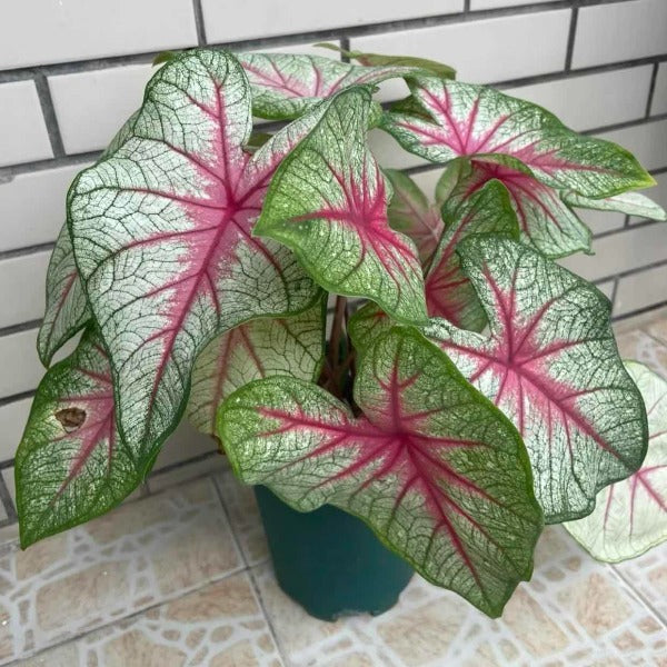 雪後 / 白女王彩葉芋 (  Caladium bicolor ‘ White Queen ’ )