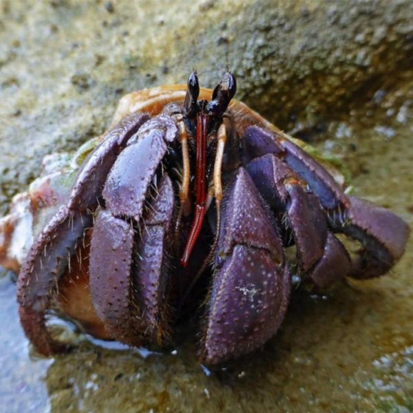 深紫寄居蟹 Komurasaki Land Hermit Crab ( Coenobita violascens )