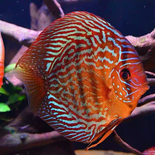 紅松石七彩神仙 ( Symphysodon discus )