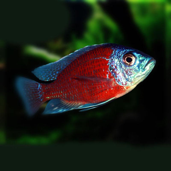 血艷紅慈鯛 (Labidochromis caeruleus)