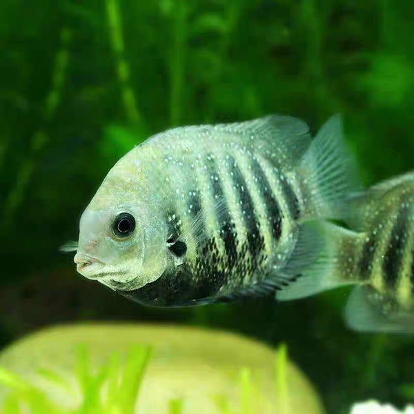 鑽石菠蘿魚 ( Etroplus suratensis )