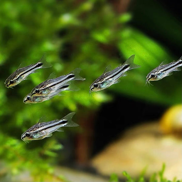 精靈鼠 Pygmy Cory (Corydoras Pygmaeus)