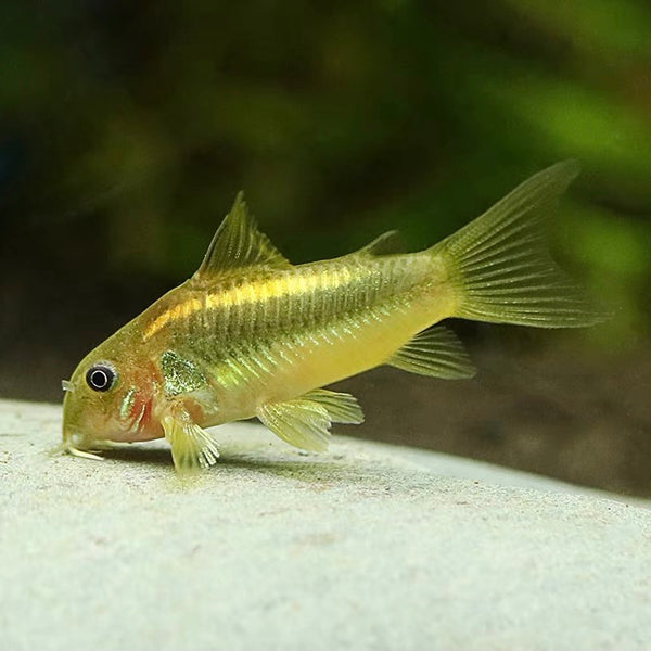 金線鼠 Green Laser cory （Corydoras sp.）