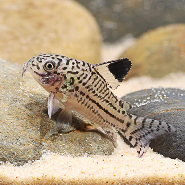 茉莉豹鼠  Julii Cory (Corydoras julii)