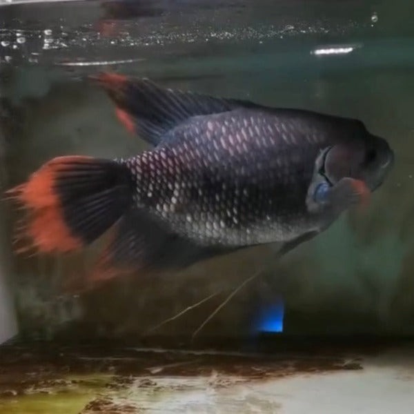 紅尾招財 / 古代戰船 Giant red tail gourami ( Osphronemus laticlavius )