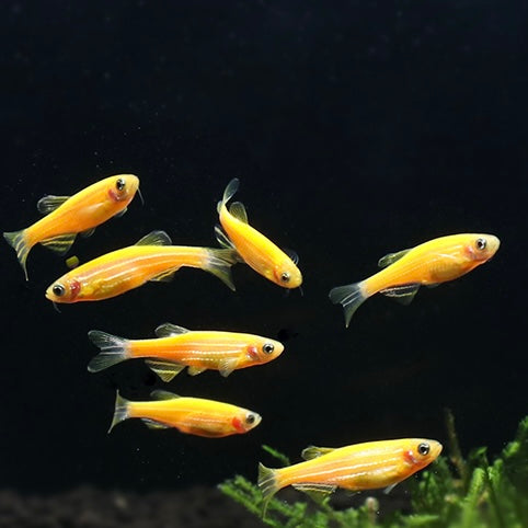 螢光黃斑馬 Zebrafish （Danio rerio）x 3條