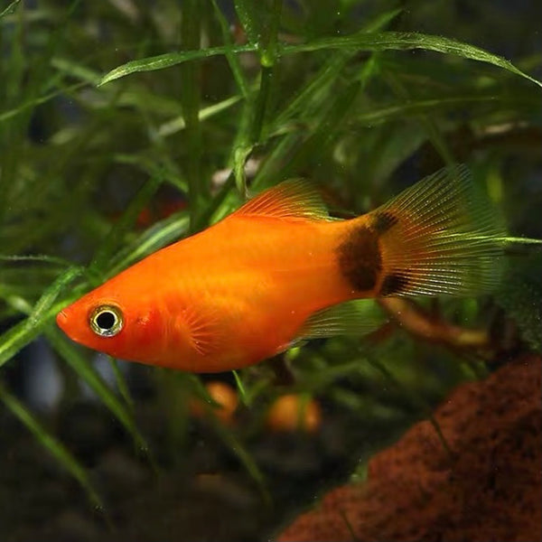 黃米奇 （Xiphophorus maculatus）