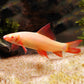 粉紅鯊 rainbow shark (Labeo erythrurus)