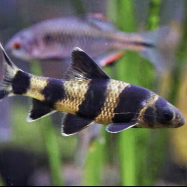 華鰁 （Sarcocheilichthys sinensis）