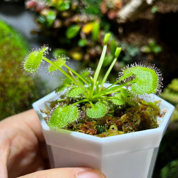 負子愛心毛氈苔茅膏菜 Sundews ( Drosera prolifera )