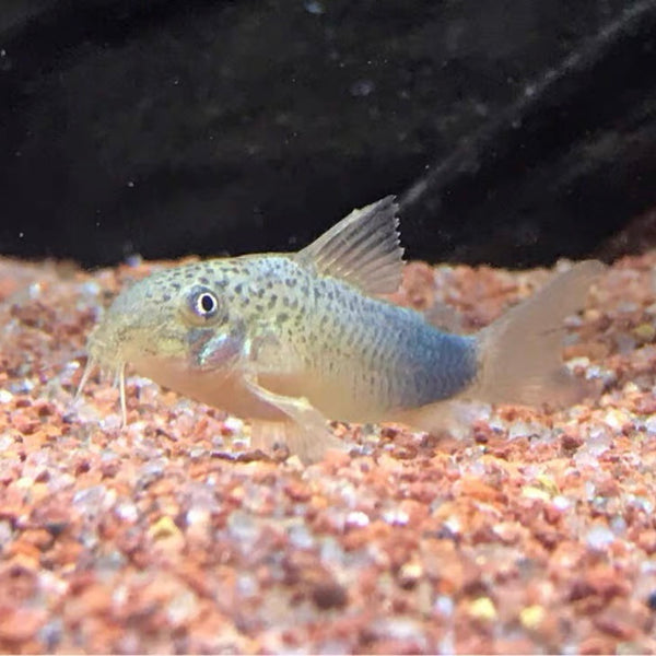 紫羅蘭鼠魚 Smudge spot cory ( Corydoras similis )