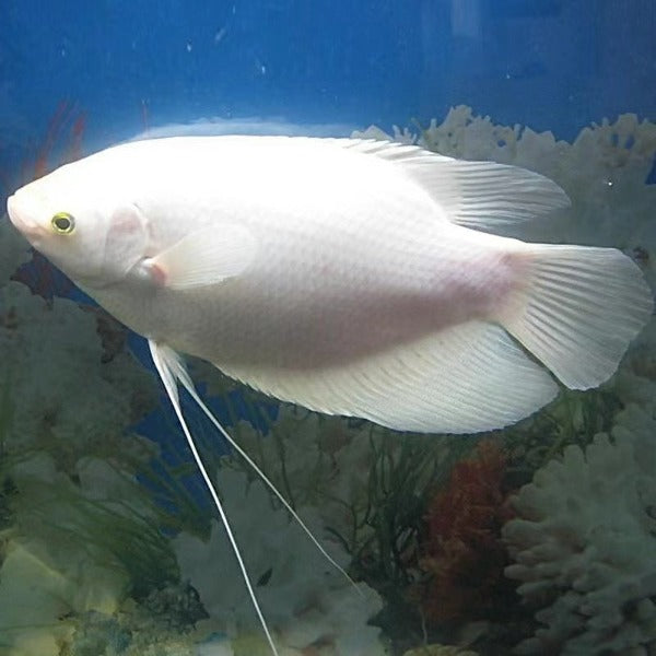 黑眼白招財 / 黃金戰船 Golden Giant Gourami ( Osphronemus goramy )