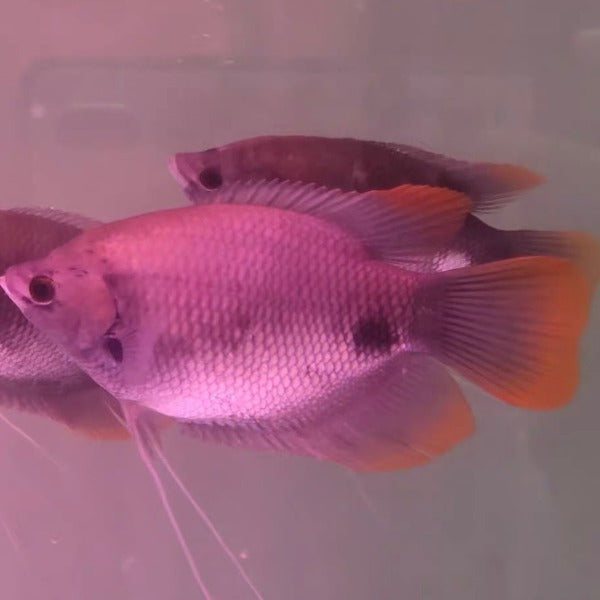 紅尾招財 / 古代戰船 Giant red tail gourami ( Osphronemus laticlavius )