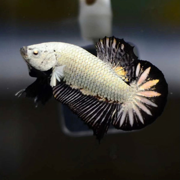 黑龍將軍鬥魚 Black dragon HMPK (Betta splendens  )