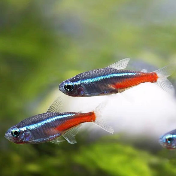 霓虹燈 Neon tetra (Paracheirodon innesi)