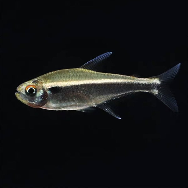 黑燈 Black Neon Tetra (Hyphessobrycon herbertaxelrodi)