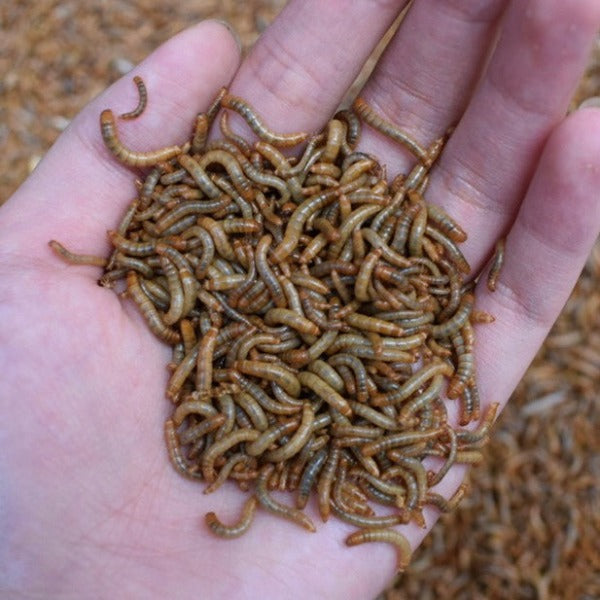 麵包蟲-活糧/活餌 Mealworm