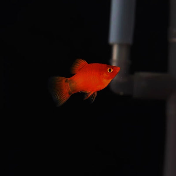 紅米奇 （Xiphophorus maculatus）