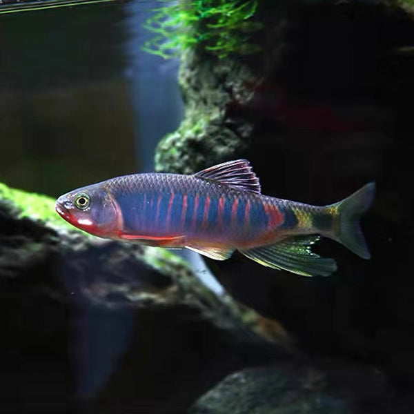 類高屏鱲（ Opsariichthys kaopingensis ）