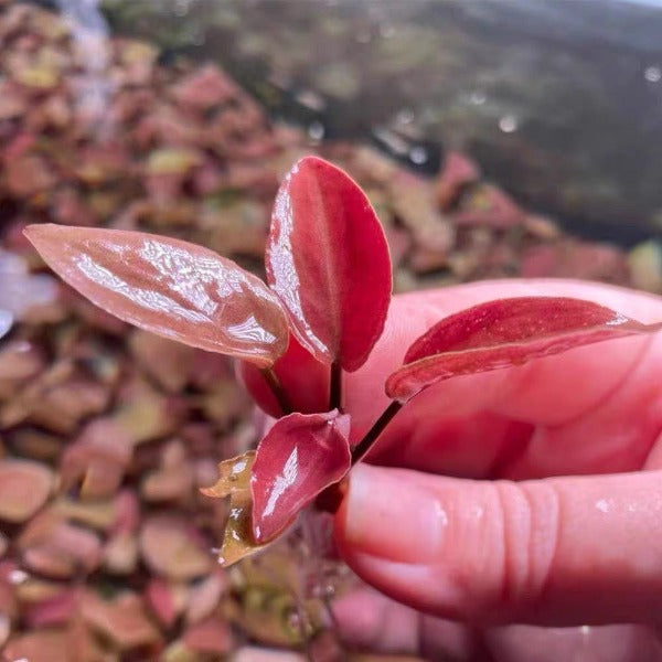 美波莉椒草/印度芭蕉草II型  ( Lagenandra meeboldii ' Red ' )