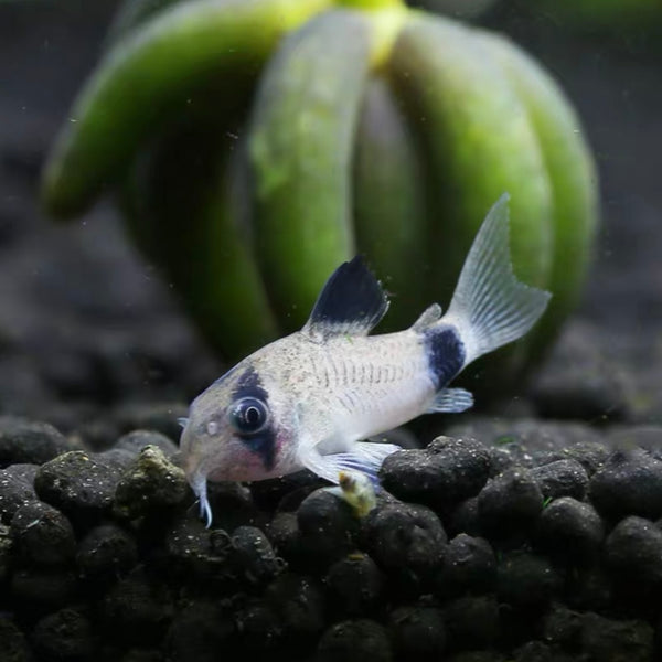 熊貓鼠 Panda corydoras （Corydoras panda）