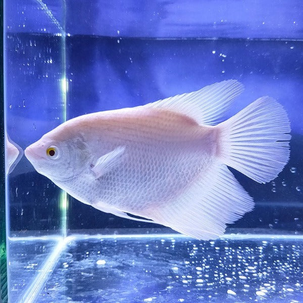 紅眼眼白招財 / 白戰船 Albino Giant Gourami ( Osphronemus goramy )