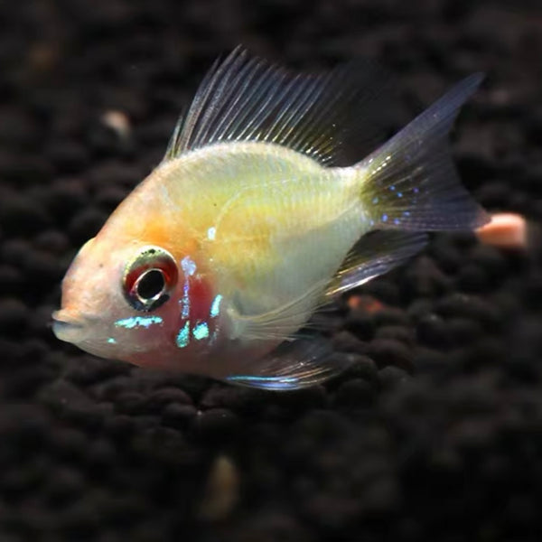 金波子 （Papiliochromis ramirezi）