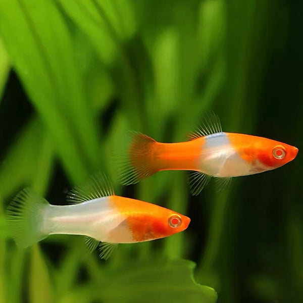 紅白劍 albino Kohaku swordtails（Xiphophorus hellerii.var）