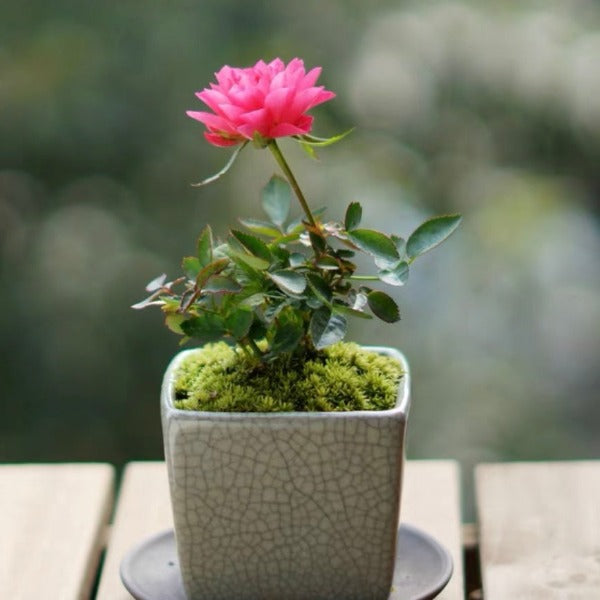 繁星微型月季 （Rose Miniature '  Stars ' ）