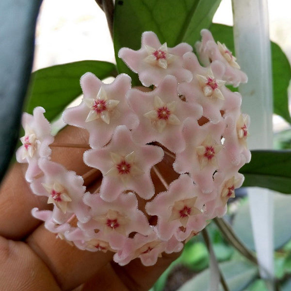 Hoya jianfenglingensis – 森流 - 奇異植物、爬蟲、水族 | GreenFlow Exotic Pets & Plants