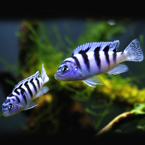 閃電王子 Elongate Mbuna (Pseudotropheus elongatus)