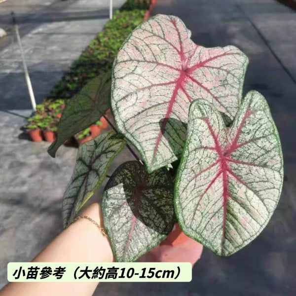 雪後 / 白女王彩葉芋 (  Caladium bicolor ‘ White Queen ’ )