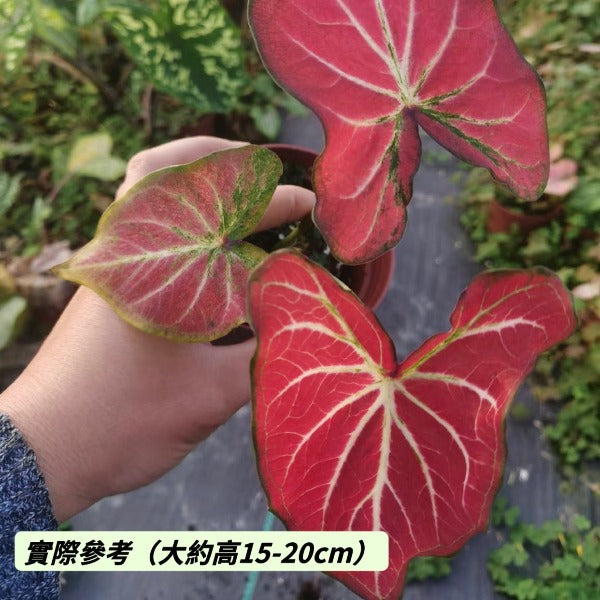 肥牛 / 白脈彩葉芋 (  Caladium ' Red w / White Vein ' )