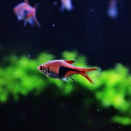 金三角燈 Glowlight Rasbora (Trigonostigma hengeli)