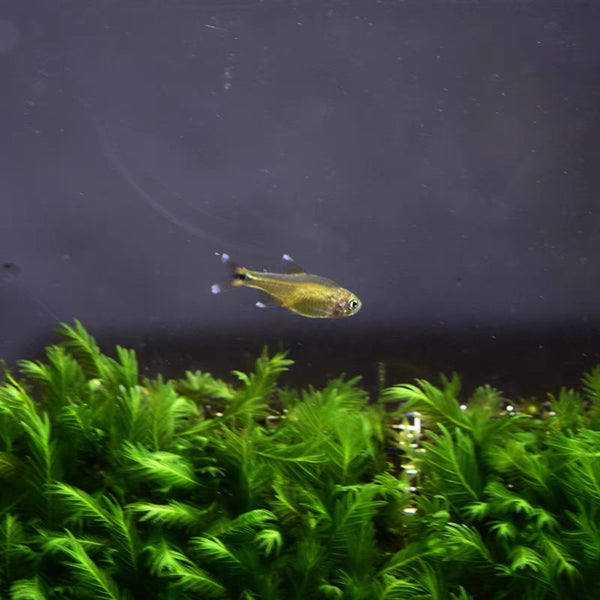 黃日光燈 / 迷你燈 Silver tipped tetra ( Hasemania nana )