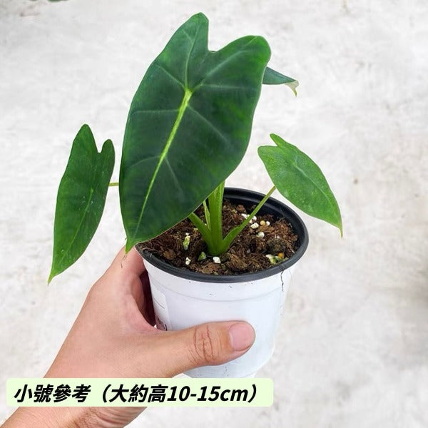 絨葉觀音蓮  / 綠天鵝絨海芋 Green Velvet  ( Alocasia micholitziana ‘Frydek’ )