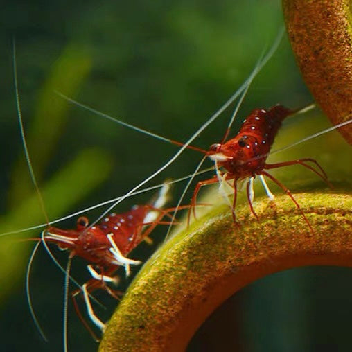 蘇拉威西白襪蘇蝦 Cardinal Shrimp  ( Caridina Dennerli )  ×5隻