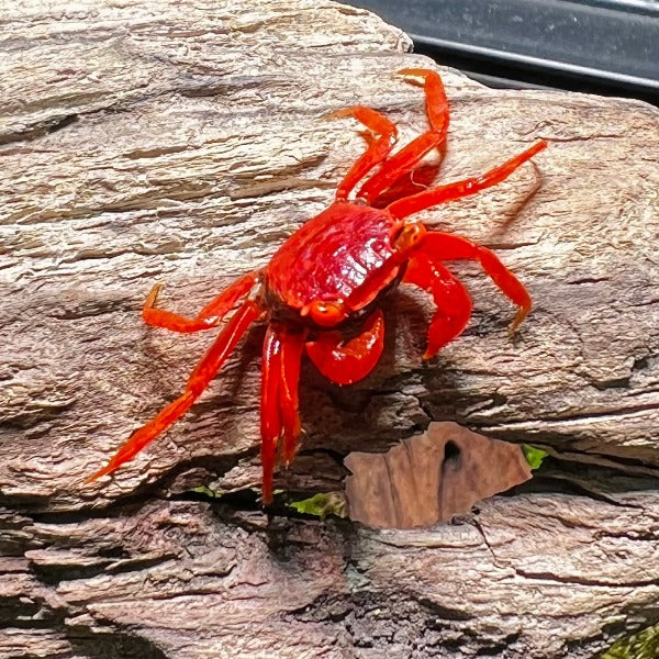 番茄惡魔蟹 Tomato Vampire Crab ( Geosesarma 'Red Ruby' )