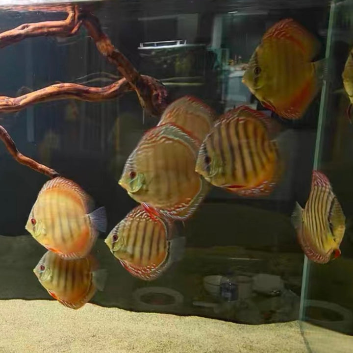 阿蓮卡七彩神仙魚 （ Symphysodon aequifasciatus ）