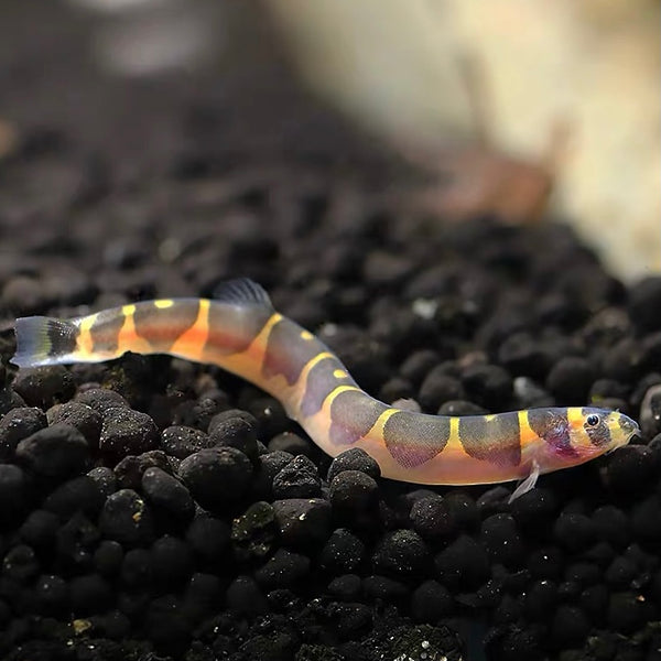 蛇仔魚 Coolie loach（Pangio kuhlii ）