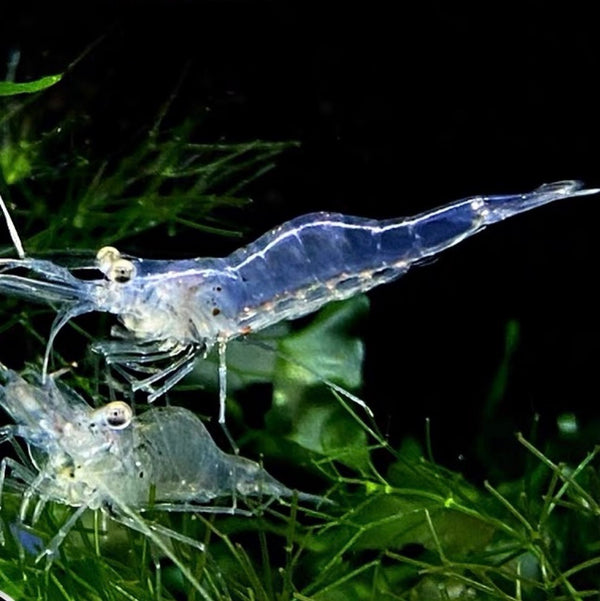 秀麗長臂蝦 / 秀麗白蝦 （ Palaemon modestus ）×5隻