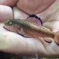 Purple-finned loach (Pseudogastromyzon laticeps)